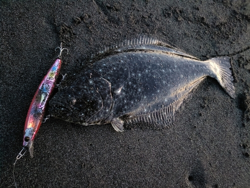 ソゲの釣果