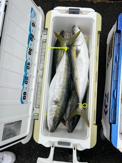 ブリの釣果