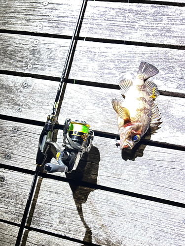 メバルの釣果