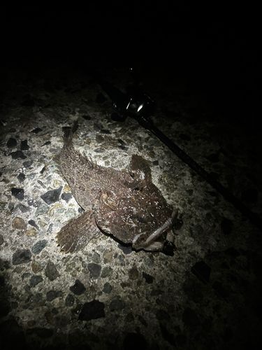 トウベツカジカの釣果