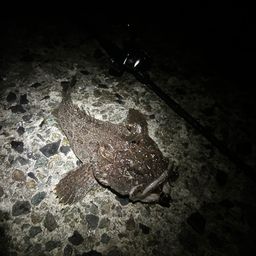 トウベツカジカ