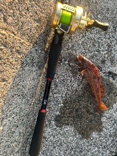 アブラコの釣果