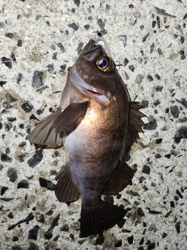 メバルの釣果