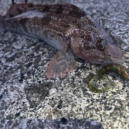 アブラコ