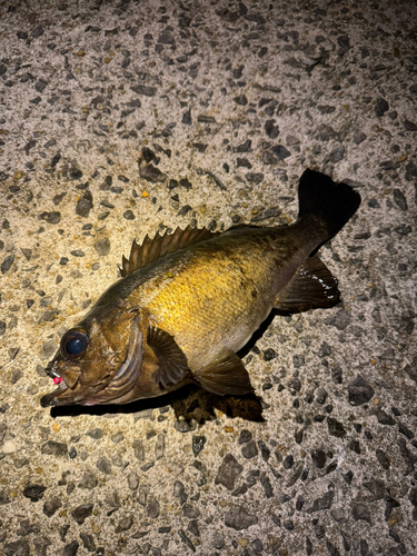 メバルの釣果