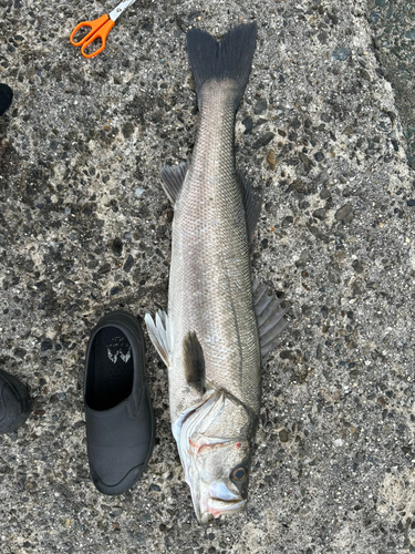 スズキの釣果