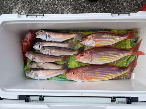 シロアマダイの釣果