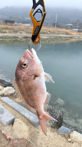 タイの釣果