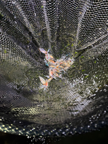 ホタルイカの釣果