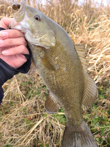 スモールマウスバスの釣果