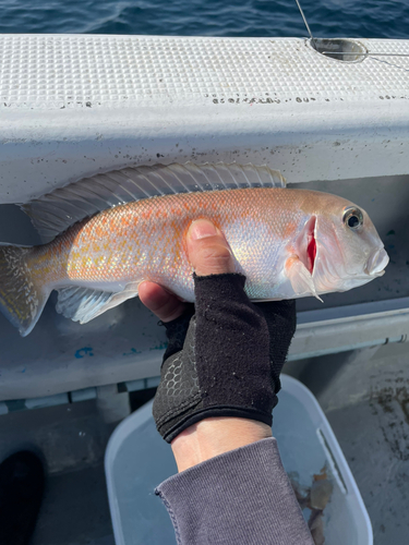 シロアマダイの釣果