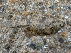 カレイの釣果