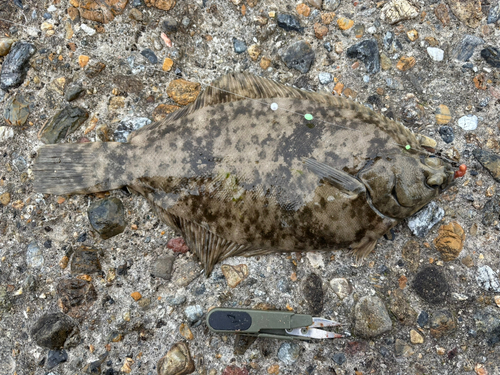 カレイの釣果