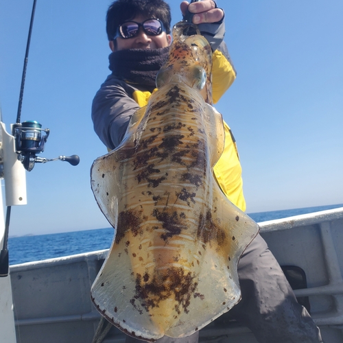 アオリイカの釣果