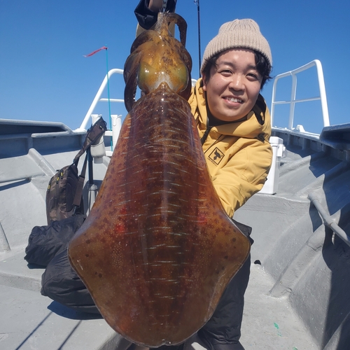 アオリイカの釣果