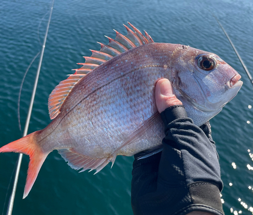 マダイの釣果