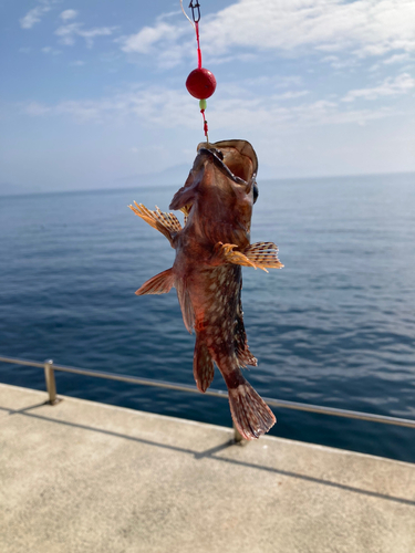 カサゴの釣果