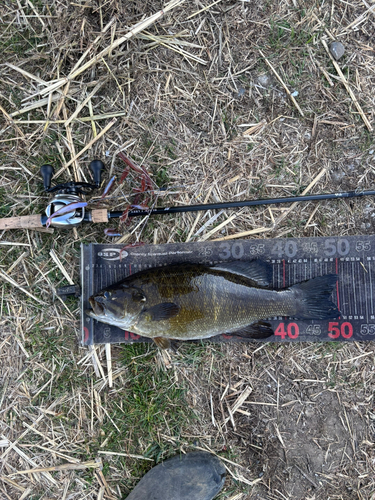 スモールマウスバスの釣果