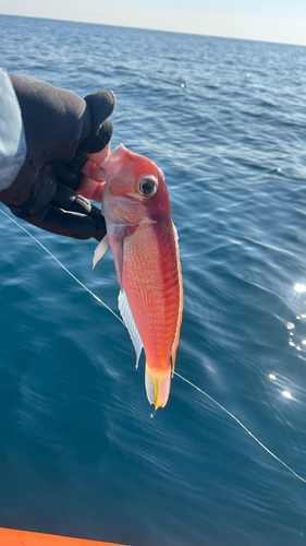 アマダイの釣果