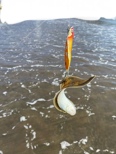 シタビラメの釣果