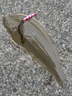 シタビラメの釣果