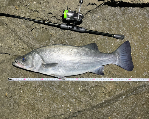 ヒラスズキの釣果