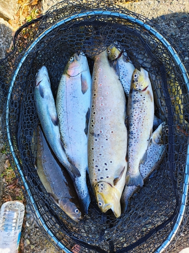 ブラウントラウトの釣果