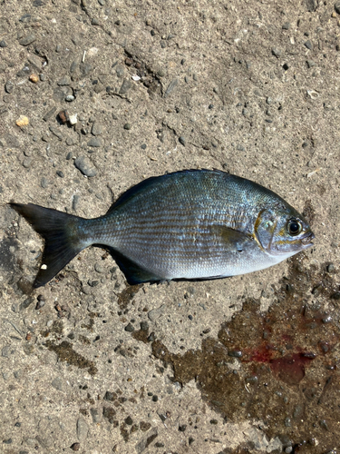 イスズミの釣果