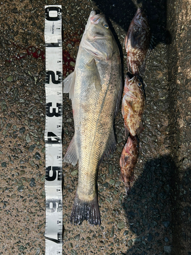 シーバスの釣果