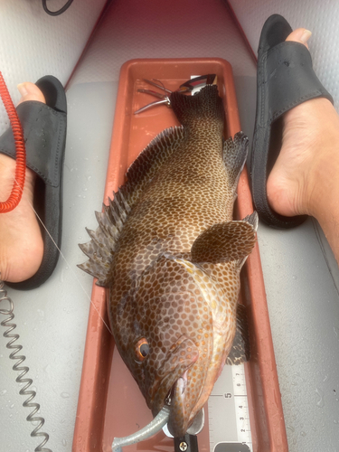 オオモンハタの釣果