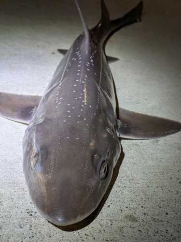 ホシザメの釣果