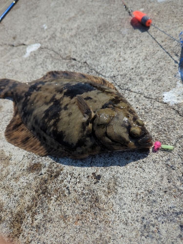 カレイの釣果