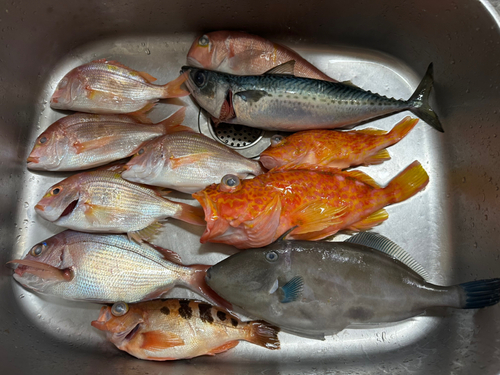 アカアマダイの釣果