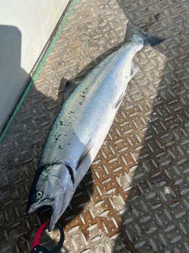 サクラマスの釣果