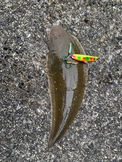 シタビラメの釣果