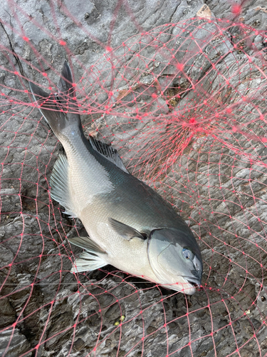 クロメジナの釣果