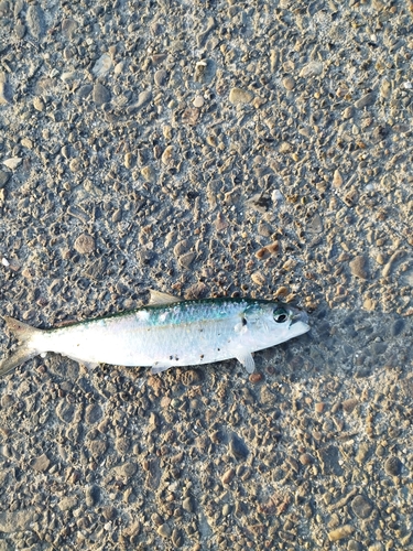 カタボシイワシの釣果