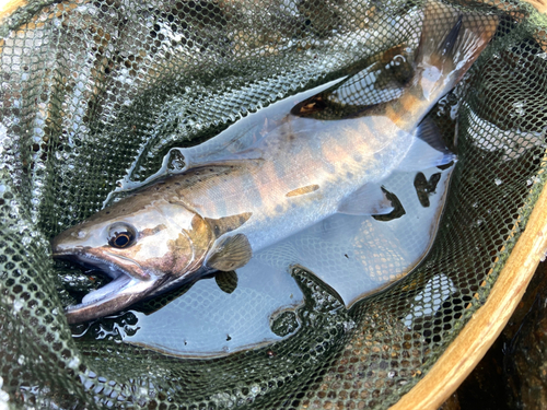 ヤマメの釣果