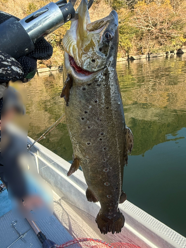 ブラウントラウトの釣果