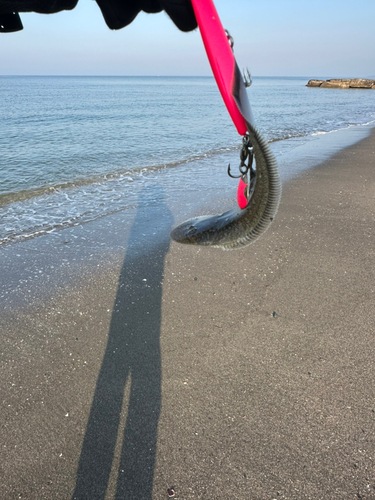 シタビラメの釣果