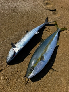 ヒラマサの釣果