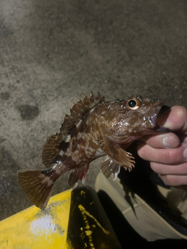 カサゴの釣果