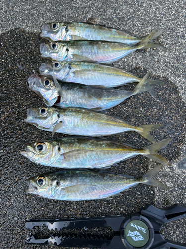 アジの釣果