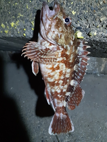 カサゴの釣果