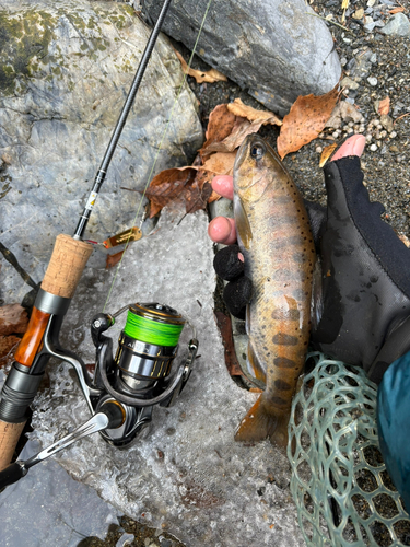 ヤマメの釣果