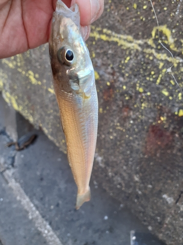 キスの釣果