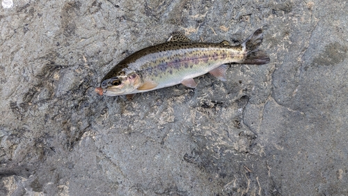 ヤマメの釣果