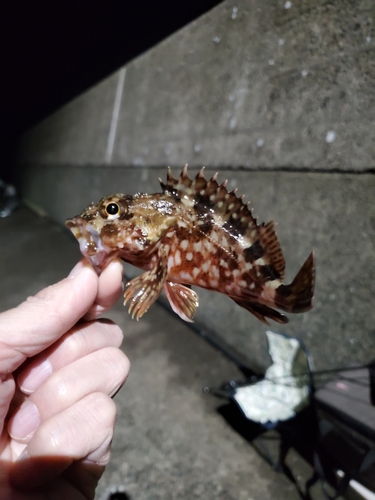 カサゴの釣果