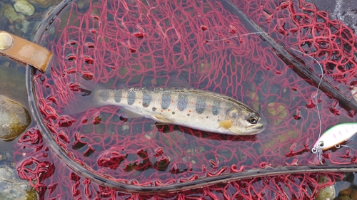 アマゴの釣果