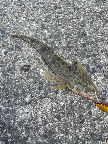 マゴチの釣果